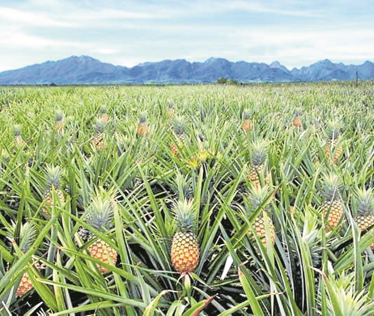 Tea plantation landscape