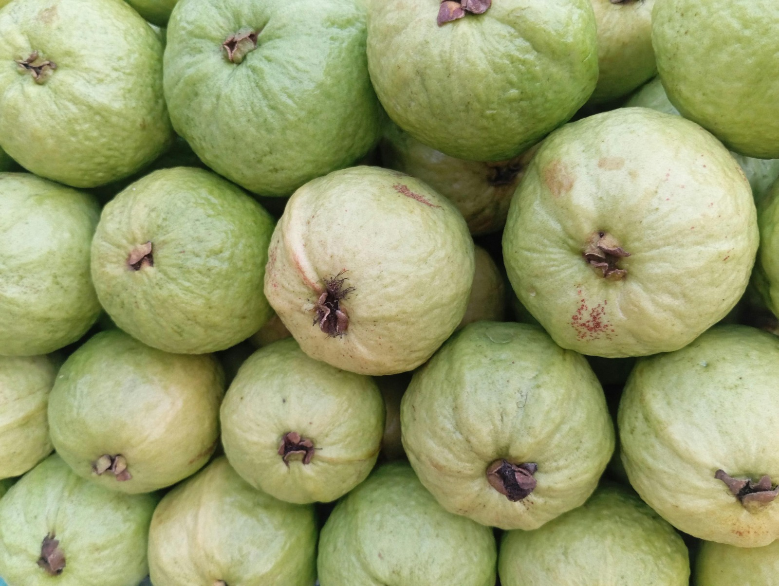 Guava