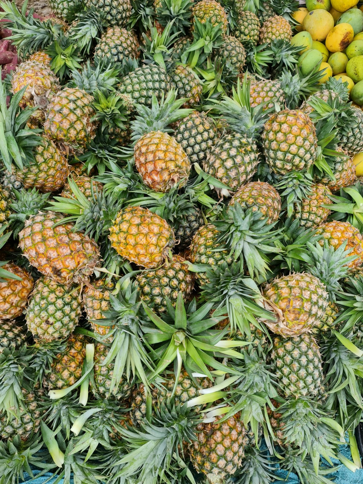 Pineapple